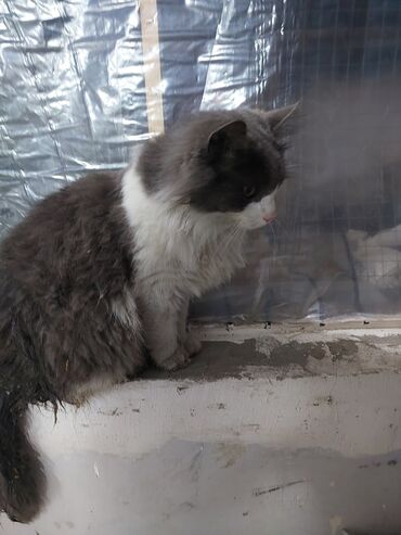 мейн кун купить в баку: Шиншилла, Самец, В добрые руки, Платная доставка at lalafo.az мейн кун купить в баку: Шиншилла, Самец, В добрые руки, Платная доставка