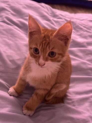 рэгдолл цена: Кошка даром: Беспородная, 3 месяца, Девочка, Приучена к лотку