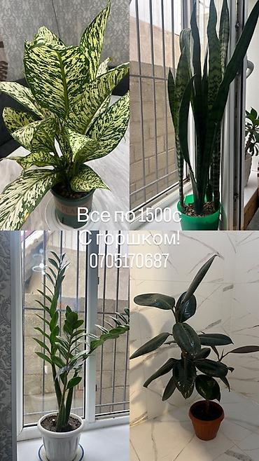 Бөлмө өсүмдүктөрү: Комнатные растения в горшках. В ассортименте: - Диффенбахия с — 1