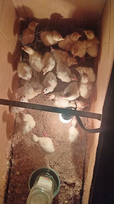 cucə lampası: Hinduşka cücələri satılır. - Növ: Ağ hinduşka (brooder qutusunda — 1