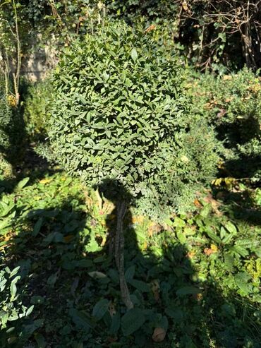 Şitillər: Şimşir tingləri satıram. Onlar dekorativ haşiyələr, hedcinqlər və — 8