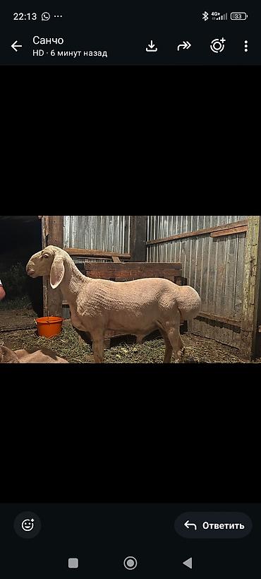 сиамская кошка: Продаю | Баран (самец) | Эдильбаевская | Для разведения | Племенные — 2
