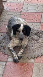 собака домашняя: 6 месяцев, Самец