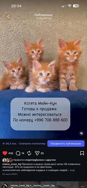 кошка белый: Порода: мейн-кун Предлагаются рыжие (красные) котята мейн-кун с — 1