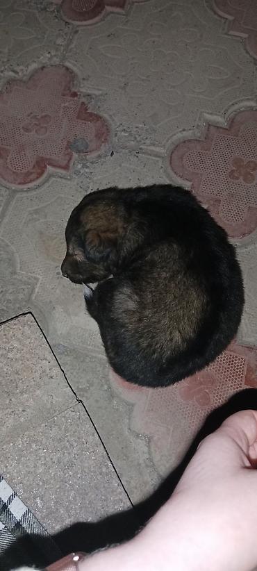 Отдам даром собаку: Собака даром: 1 месяц, Самец — 9