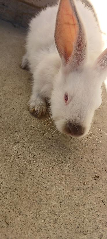 Декоративные кролики: Белые декоративные кролики - Окраc: полностью белый, у части малышей — 4