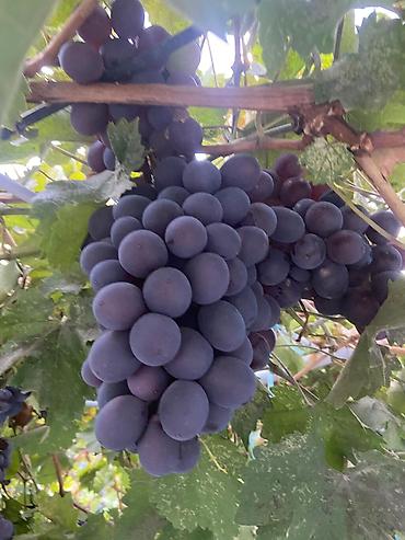 Виноград: Продаю Саженцы Винограда, есть разные сорта: Юлиан, Ризомат, кишмиш — 2