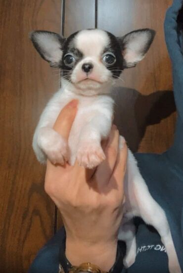 İtlər: Çixuahua, 2 ay, Erkek, Peyvəndli — 5