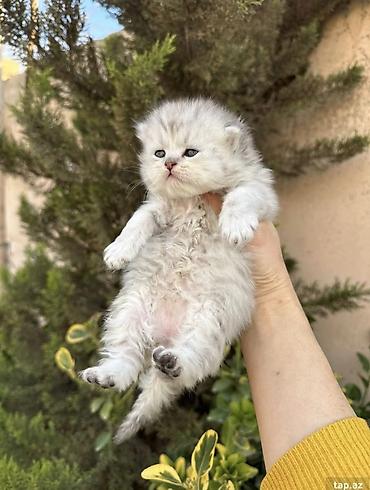 Pişiklər: Şotland, Erkək, Dişi — 8