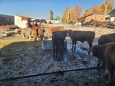 ххх животный: Продаю | Бык (самец) | На откорм | Племенные — 2