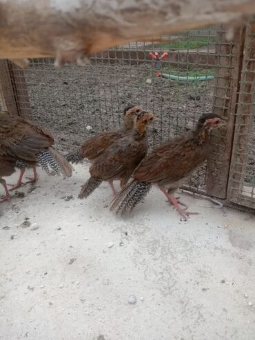 Птицы: Продаю подростков цыплят серебряных фазанов