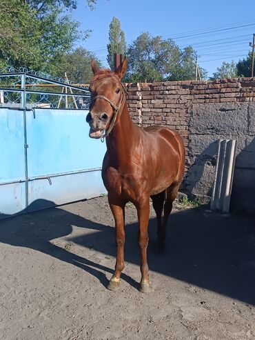 продажа кочкор: Сатам | Жылкы (эркек) | Ат спорту
