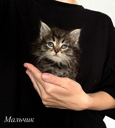 купить бенгальскую кошку: Кошка даром: Беспородная, 1 месяц, Мальчик, Приучена к лотку — 2