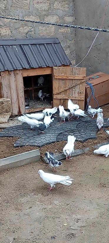 goyerçin: Kom tərgizilir 4.5 dene bala var içlərində uçurdmalıq super balalardı — 1