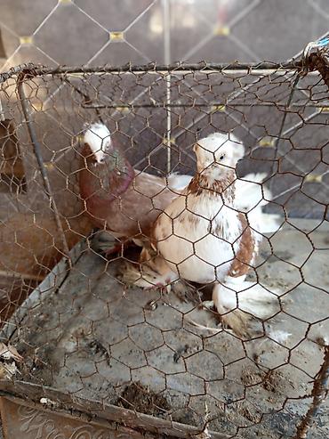 Птицы: Продаю голубей молодые 1,5 года пара 6000сом — 3