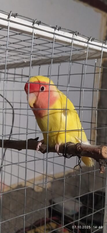 продам суточных цыплят: Продам попугаев. вид Неразлучник. Самка и самец, и двое птенцов. Один