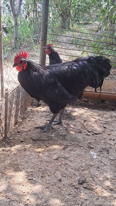 Toyuqlar: Toyuq, Australorp, Damazlıq, Pulsuz çatdırılma — 6