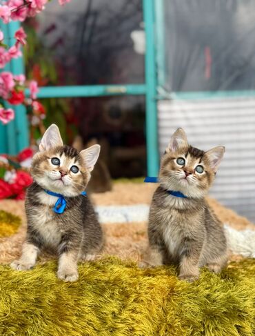 Pişiklər: Cins Paroda pişikləri. Şotland, Britan, Pers. Rəngləri də cür bə cür — 10