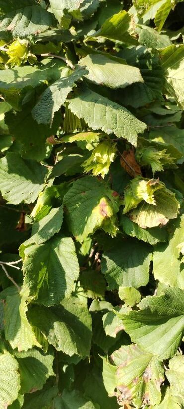 Torpaq sahələrinin satışı: 54 sot, Kənd təsərrüfatı, Kupça (Çıxarış) — 13