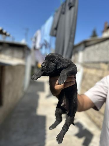 Kane-Korso, 1 ay, Erkək, Peyvəndli lalafo.az -da Kane-Korso, 1 ay, Erkək, Peyvəndli