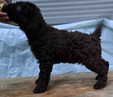 Psi: Prelepi štenci Lagoto Romanjolo dostupni za nove domove. Rođeni — 7