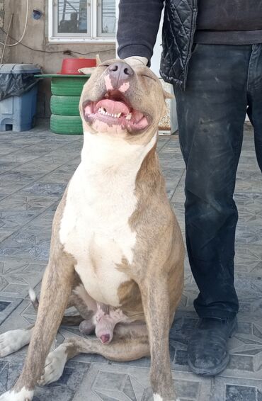 pitbullar: Pitbull, iri it genetikasi yaxwidi, erkekdi, cute vurulur