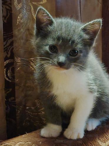 Pişiklər: Britan, Erkək, Dişi — 9