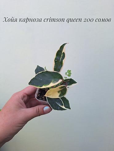 Бөлмө өсүмдүктөрү: 🌿 Хойи разных сортов в продаже. Названия сортов и цены указаны на — 9
