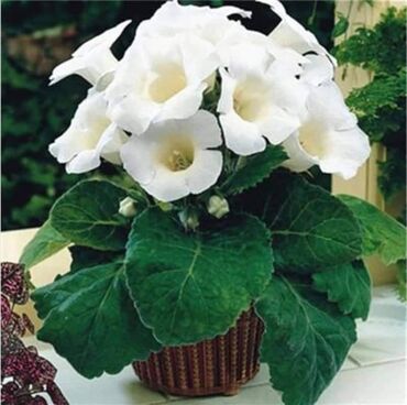 Semena i sadnice: Cena 650din / 5semenki — 4