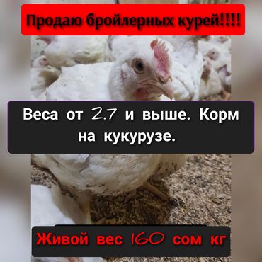 гнездовой домик для волнистых попугаев: Бройлеры живой вес 160 сом за кг. тушки жёлтые