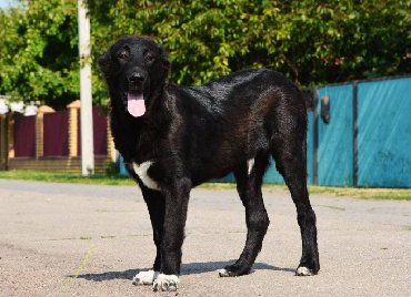 İtlər: Алабай (Alabay) Племенной питомник предлагает щенков среднеазиатской — 21