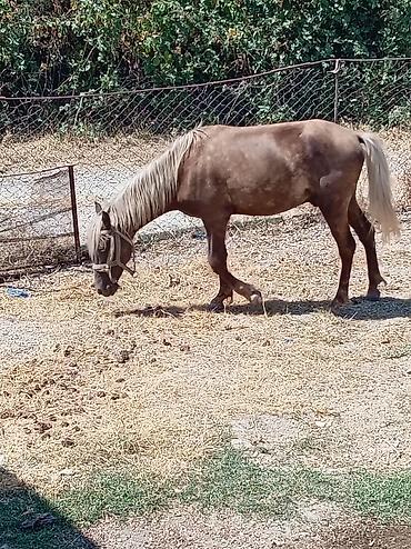 halep kecisi satilir: Erkey atdi təzə minilir qiymət 1000 ə deyilir endirim olacağ real — 5