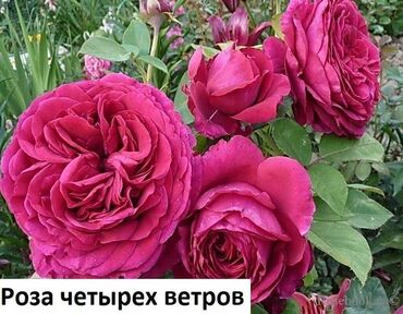 Садовые цветы и кустарники: Саженцы цветка: Розы, Бесплатная доставка, Самовывоз — 25