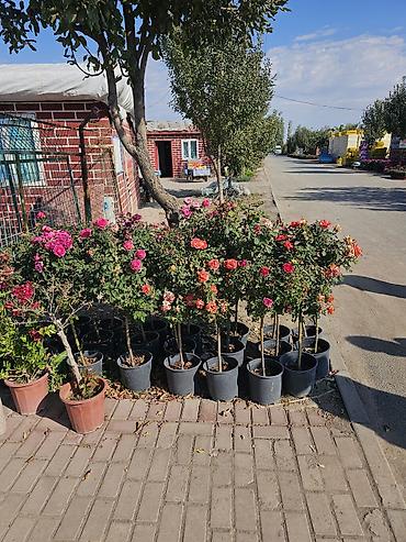Саженцы штамбовых роз в горшках - Формировка: штамб на прямом