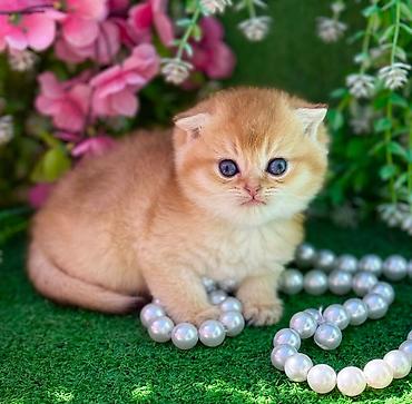 Pişiklər: Şotland — 5