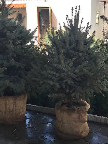 Ель: Продается ёлки(голубые/зеленые/тянь-шаньские ели) -местные at lalafo.kg — 3 Ель: Продается ёлки(голубые/зеленые/тянь-шаньские ели) -местные — 3
