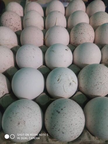 купить перепелиные яйца инкубационные: Продаю | Инкубационные яйца | Северокавказская | Для разведения