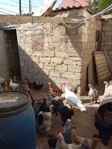 Həyət evləri və villaların satışı: Satılır. Təcili deyil. Diqqətlə oxuyun zəhmət olmasa.Ev kanal — 44