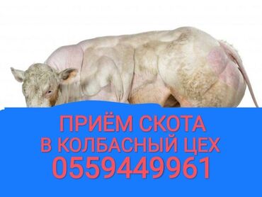 �������������� ������������ �� �������������� в Кыргызстан | Куплю с/х животных: Куплю | Коровы, быки, Лошади, кони, Другие с/х животные | Круглосуточно, Любое состояние, Забитый