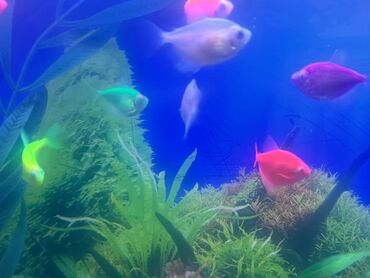 Balıqlar: Glofish, Sülhsevər, Ödənişli çatdırılma -da lalafo.az — 6 Balıqlar: Glofish, Sülhsevər, Ödənişli çatdırılma — 6