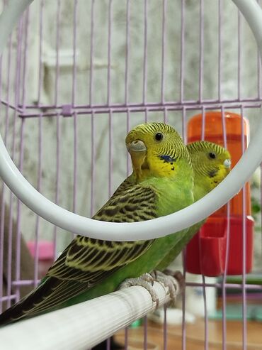 продам домик для кошки: Ассаламу Алейкум туугандар папугай даяр пара 🦜 сатылат! Клеткасы
