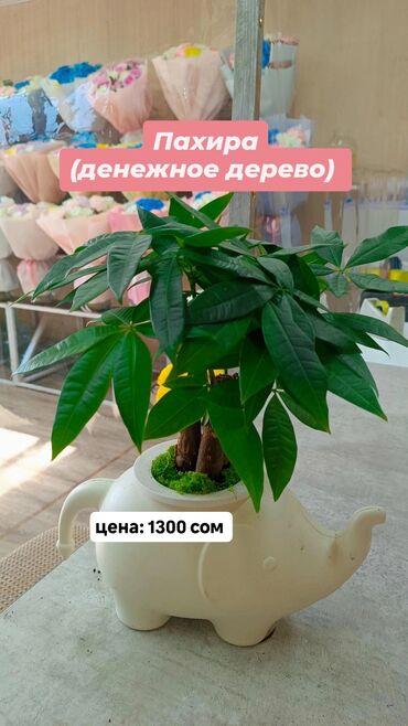искусственный пальма: 🌸 Живое украшение для вашего дома! Комнатное растение в горшке —