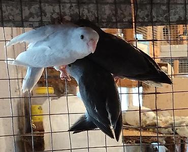 Quşlar: Folpus varabinniy papuqay dünyanın ən balaca tutu quşusu ən balaca — 2