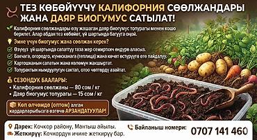 офисные столы бишкек: Калифорнийские дождевые черви и готовый биогумус Что предлагается: - — 1