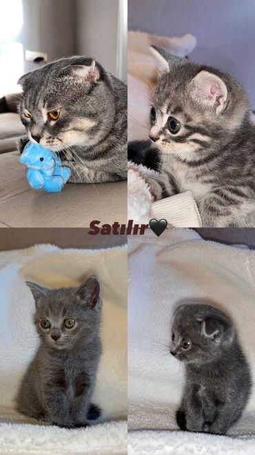 шотландская вислоухая лиловая: Шотландская, Самовывоз at lalafo.az шотландская вислоухая лиловая: Шотландская, Самовывоз