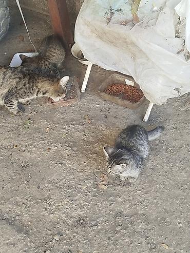 бесплатные кошки: Г.Ош. Вот такие красивые котята рождены от уличной кошки. Скоро будет — 1