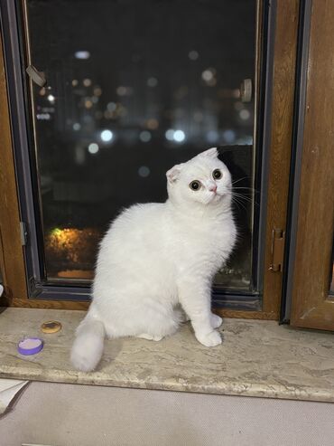 Pişiklər: Şotland, Dişi, Yaxşı əllərə, Pulsuz çatdırılma -da lalafo.az — 4 Pişiklər: Şotland, Dişi, Yaxşı əllərə, Pulsuz çatdırılma — 4