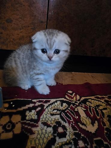 Pişiklər: Britan, Erkək, Dişi — 29