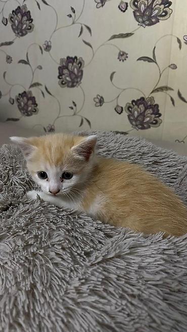 котята отдам: Кошка даром: Беспородная, 2 месяца, Девочка, Приучена к лотку — 2