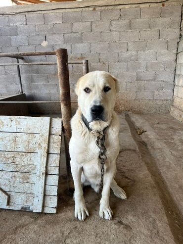 собака бульдок: Алабай, 3 жаш, Эркек lalafo.kg да собака бульдок: Алабай, 3 жаш, Эркек